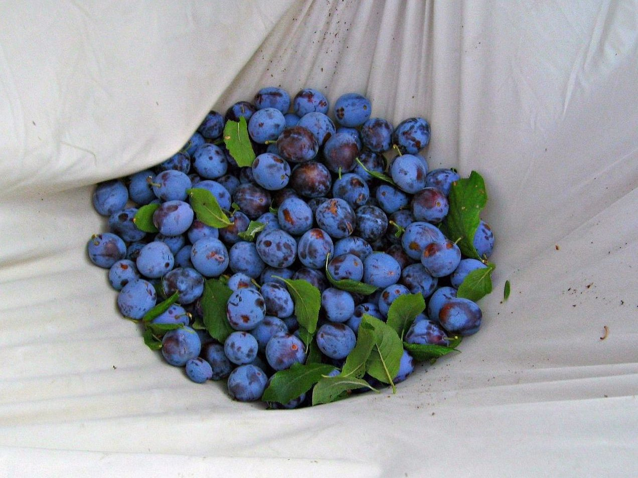Mahallernin favorisi